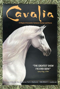Andalusian Horse Poster