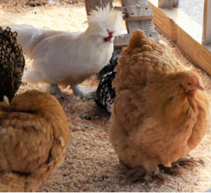 Chicken Coop Shavings